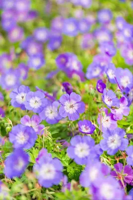 Geranium rozanne (Ooievaarsbek) - afbeelding 26
