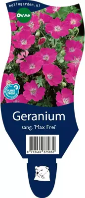 Geranium sanguineum 'Max Frei' (Ooievaarsbek) - afbeelding 1
