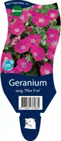 Geranium sanguineum 'Max Frei' (Ooievaarsbek) - afbeelding 1