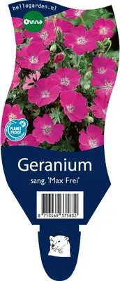 Geranium sanguineum 'Max Frei' (Ooievaarsbek) - afbeelding 1