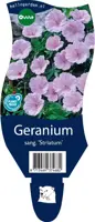 Geranium sanguineum 'Striatum' (Ooievaarsbek) - afbeelding 1