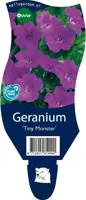 Geranium sanguineum 'Tiny Monster' (Ooievaarsbek) - afbeelding 1