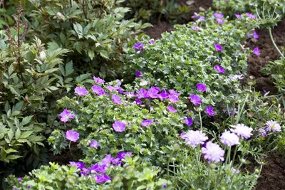 Geranium Sanquineum Max Frei (Ooievaarsbek) - afbeelding 4