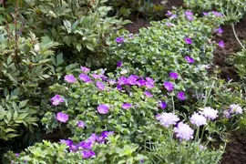 Geranium Sanquineum Max Frei (Ooievaarsbek) - afbeelding 4