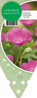 Geranium Sanquineum Max Frei (Ooievaarsbek) - afbeelding 1