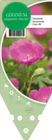 Geranium Sanquineum Max Frei (Ooievaarsbek) - afbeelding 1