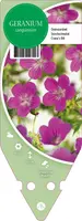 Geranium Sanquineum (Ooievaarsbek) - afbeelding 1