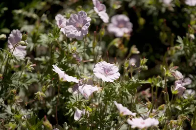 Geranium Sanquineum Striatum (Ooievaarsbek) - afbeelding 3