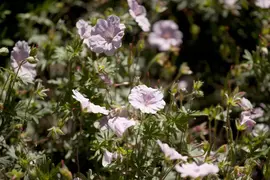 Geranium Sanquineum Striatum (Ooievaarsbek) - afbeelding 3