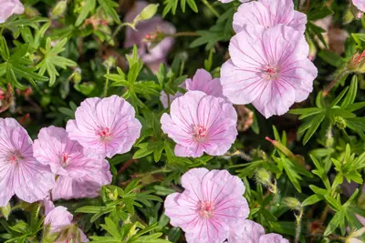 Geranium Sanquineum Striatum (Ooievaarsbek) - afbeelding 4
