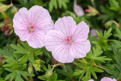 Geranium Sanquineum Striatum (Ooievaarsbek) - afbeelding 5