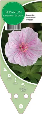 Geranium Sanquineum Striatum (Ooievaarsbek) - afbeelding 1