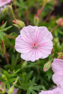 Geranium Sanquineum Striatum (Ooievaarsbek) - afbeelding 6
