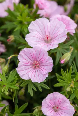 Geranium Sanquineum Striatum (Ooievaarsbek) - afbeelding 7