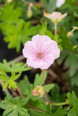 Geranium Sanquineum Striatum (Ooievaarsbek) - afbeelding 8