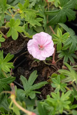 Geranium Sanquineum Striatum (Ooievaarsbek) - afbeelding 9