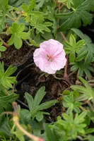 Geranium Sanquineum Striatum (Ooievaarsbek) - afbeelding 9