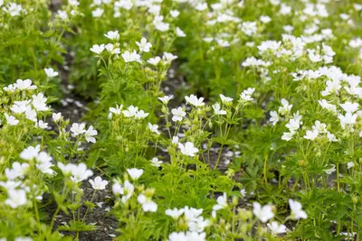 Geranium sylvaticum 'Album' (Ooievaarsbek 'Album') - afbeelding 1