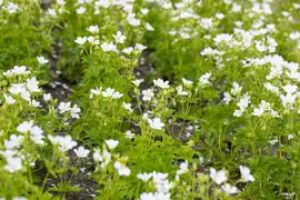 Geranium sylvaticum 'Album' (Ooievaarsbek 'Album') - afbeelding 1