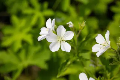 Geranium sylvaticum 'Album' (Ooievaarsbek 'Album') - afbeelding 2