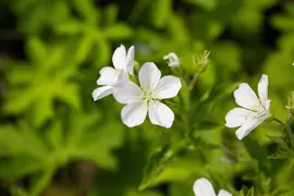 Geranium sylvaticum 'Album' (Ooievaarsbek 'Album') - afbeelding 2
