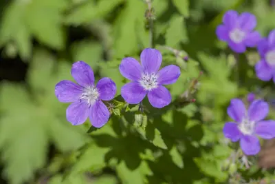 Geranium Sylvaticum Mayflower (Ooievaarsbek) - afbeelding 4