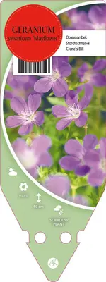 Geranium Sylvaticum Mayflower (Ooievaarsbek) - afbeelding 1