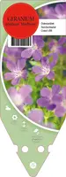 Geranium Sylvaticum Mayflower (Ooievaarsbek) - afbeelding 1
