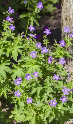 Geranium Sylvaticum Mayflower (Ooievaarsbek) - afbeelding 5