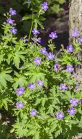 Geranium Sylvaticum Mayflower (Ooievaarsbek) - afbeelding 5