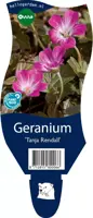 Geranium 'Tanja Rendall' (Ooievaarsbek) - afbeelding 1