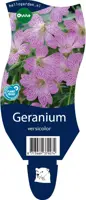 Geranium versicolor (Ooievaarsbek) - afbeelding 1
