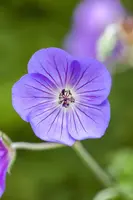 Geranium wallichianum 'Rozanne'® (Ooievaarsbek 'Rozanne') - afbeelding 8