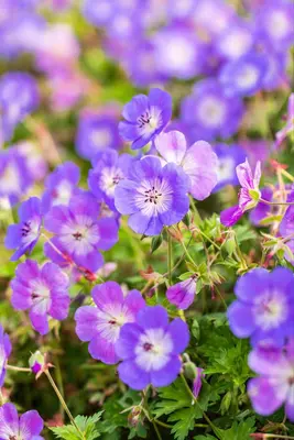 Geranium wallichianum 'Rozanne'® (Ooievaarsbek 'Rozanne') - afbeelding 27