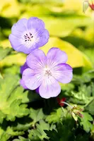 Geranium wallichianum 'Rozanne'® (Ooievaarsbek 'Rozanne') - afbeelding 30