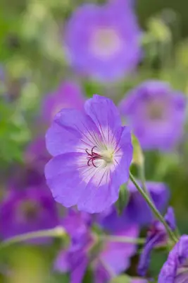 Geranium wallichianum 'Rozanne'® (Ooievaarsbek 'Rozanne') - afbeelding 35