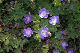 Geranium wallichianum 'Rozanne'® (Ooievaarsbek 'Rozanne') - afbeelding 15