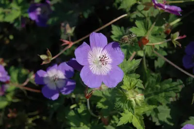 Geranium wallichianum 'Rozanne'® (Ooievaarsbek 'Rozanne') - afbeelding 16