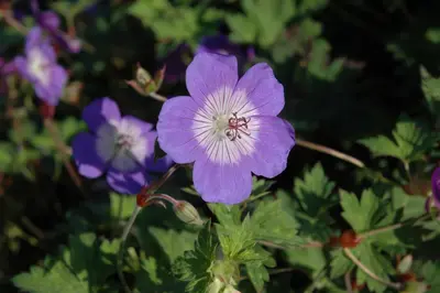 Geranium wallichianum 'Rozanne'® (Ooievaarsbek 'Rozanne') - afbeelding 17