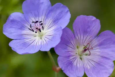 Geranium wallichianum 'Rozanne'® (Ooievaarsbek 'Rozanne') - afbeelding 5