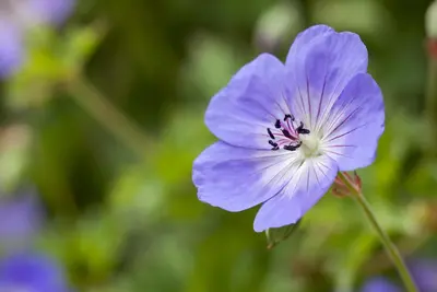 Geranium wallichianum 'Rozanne'® (Ooievaarsbek 'Rozanne') - afbeelding 6
