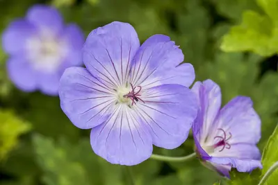 Geranium wallichianum 'Rozanne'® (Ooievaarsbek 'Rozanne') - afbeelding 13