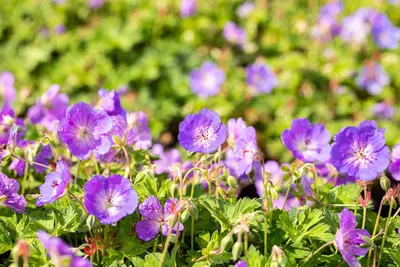 Geranium wallichianum 'Rozanne'® (Ooievaarsbek 'Rozanne') - afbeelding 21