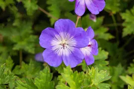 Geranium wallichianum 'Rozanne'® (Ooievaarsbek 'Rozanne') - afbeelding 22