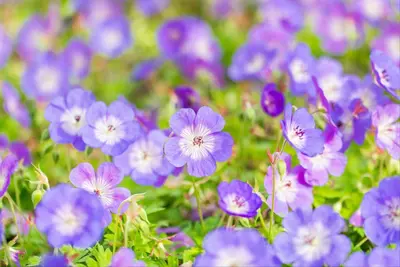 Geranium wallichianum 'Rozanne'® (Ooievaarsbek 'Rozanne') - afbeelding 24