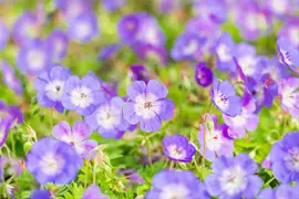 Geranium wallichianum 'Rozanne'® (Ooievaarsbek 'Rozanne') - afbeelding 24
