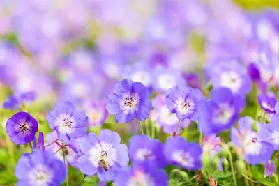 Geranium wallichianum 'Rozanne'® (Ooievaarsbek 'Rozanne') - afbeelding 26