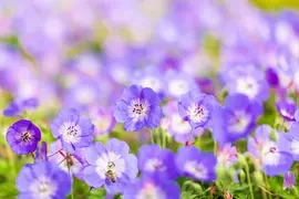 Geranium wallichianum 'Rozanne'® (Ooievaarsbek 'Rozanne') - afbeelding 26