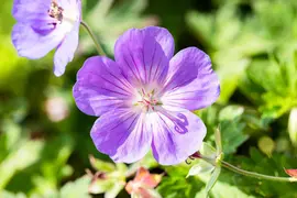 Geranium wallichianum 'Rozanne'® (Ooievaarsbek 'Rozanne') - afbeelding 28