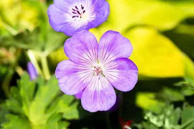 Geranium wallichianum 'Rozanne'® (Ooievaarsbek 'Rozanne') - afbeelding 29